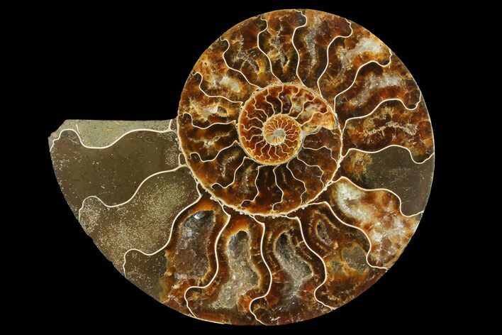 Cut & Polished Ammonite Fossil (Half) - Madagascar #157932